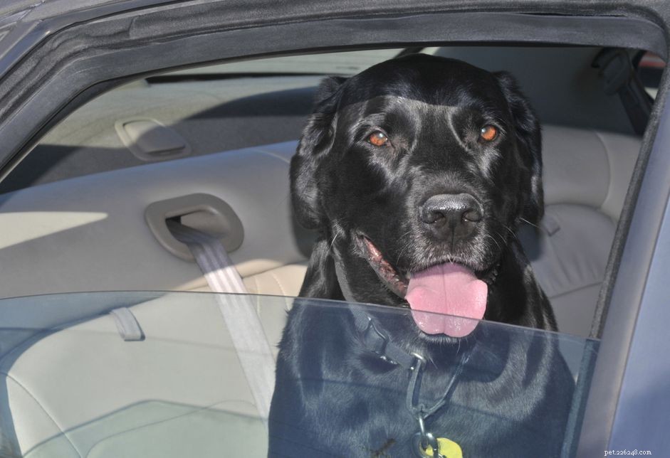 Safe & Stress-Free Ways to Secure Your Dog While Driving