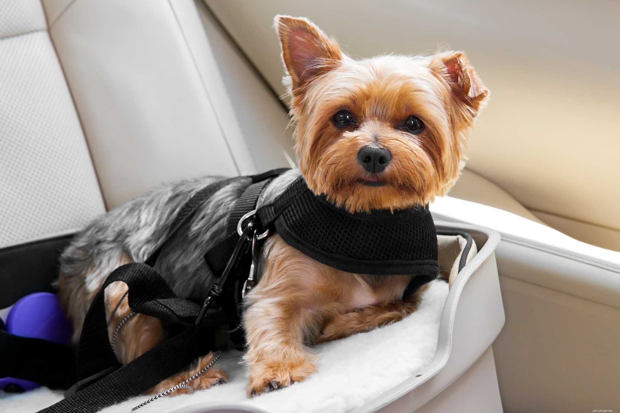 Safe & Stress-Free Ways to Secure Your Dog While Driving