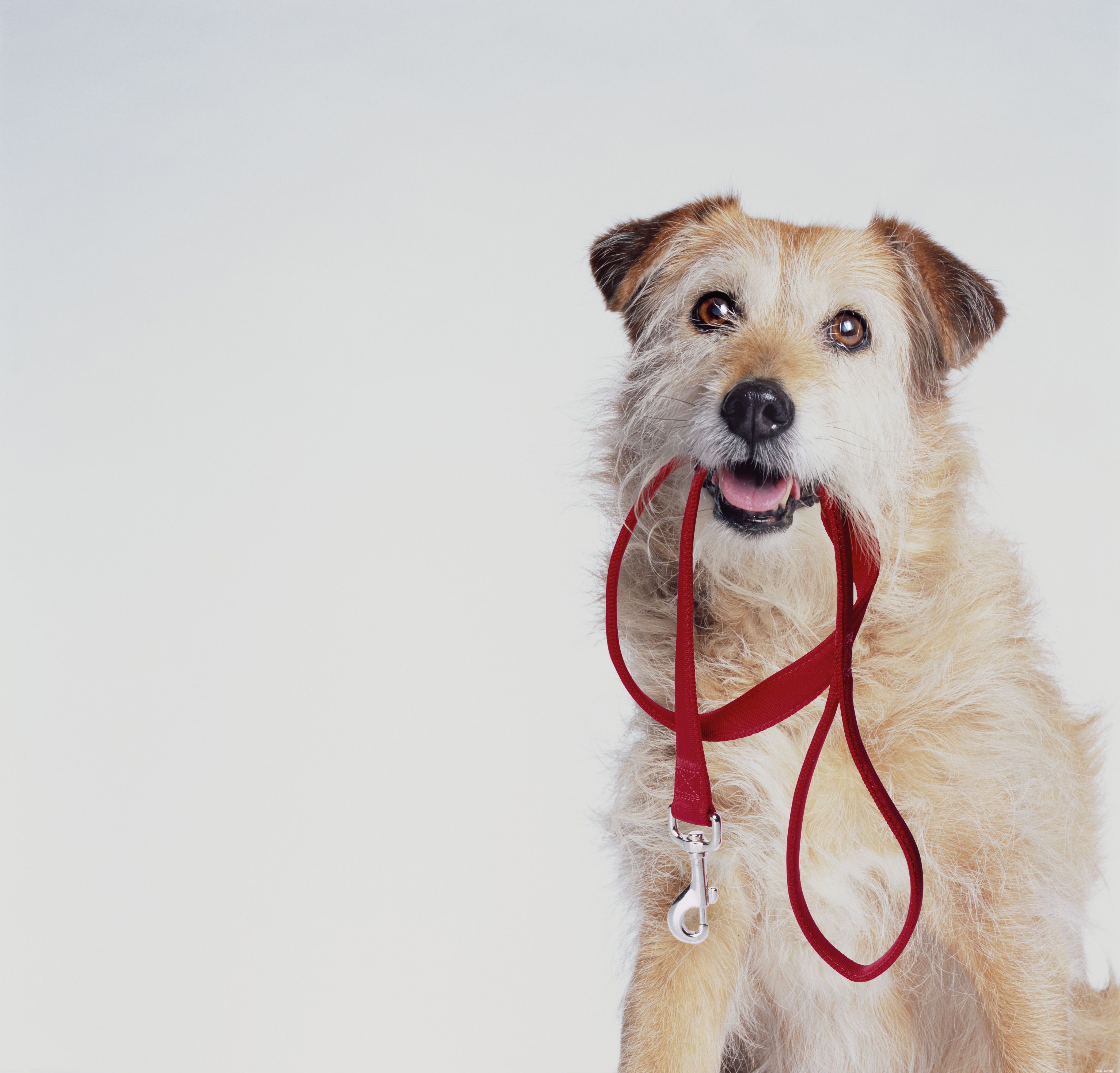 Discover the 5 Essential Dog Leashes Every Owner Should Know