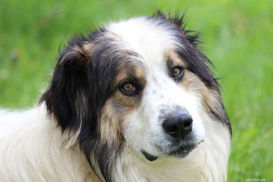 Tornjak Dog: Heritage, Care, and Training Guide