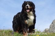 Tornjak Dog: Heritage, Care, and Training Guide