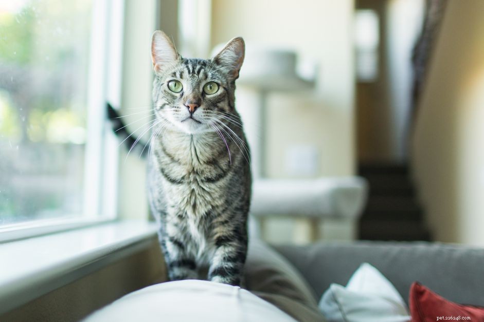 Decoding Cat Communication: How Ear Movements Reveal Their Emotions and Intentions