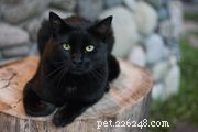 Bombay Cat Breed Overview: Features, Care, and Adoption Tips