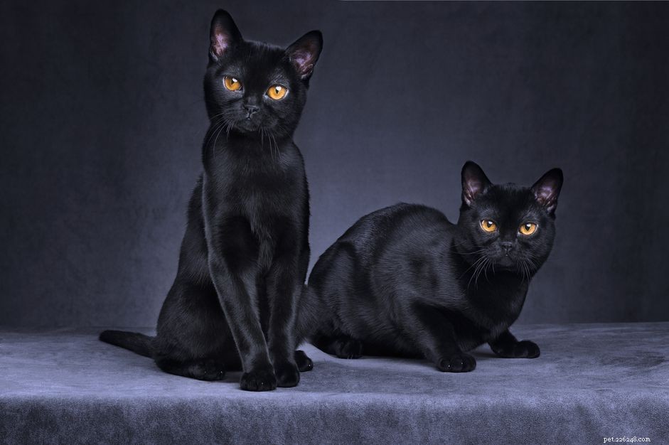 Bombay Cat Breed Overview: Features, Care, and Adoption Tips