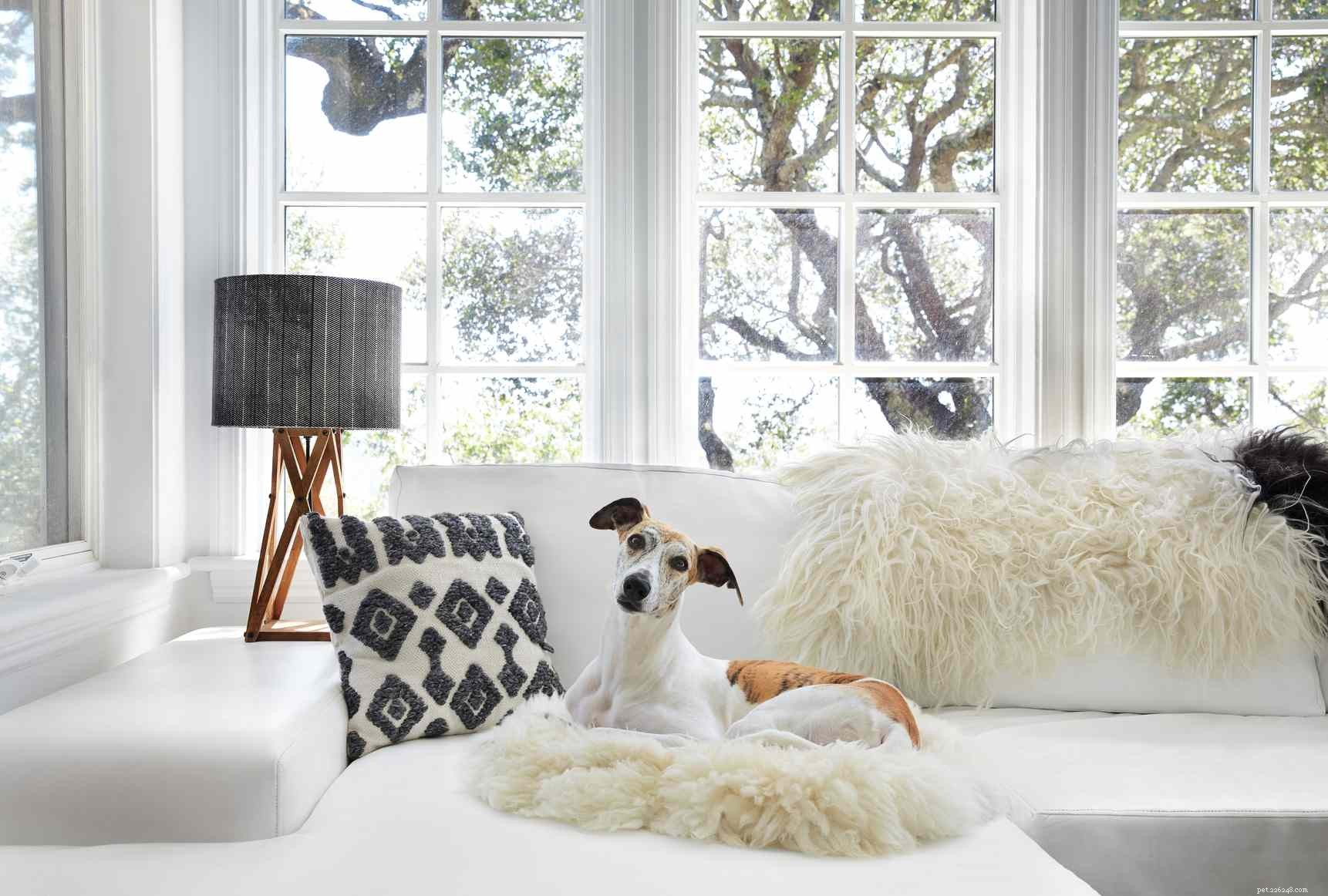 Stylish Home Design: 3 Ways to Blend Your Dog’s Space with Your Aesthetic