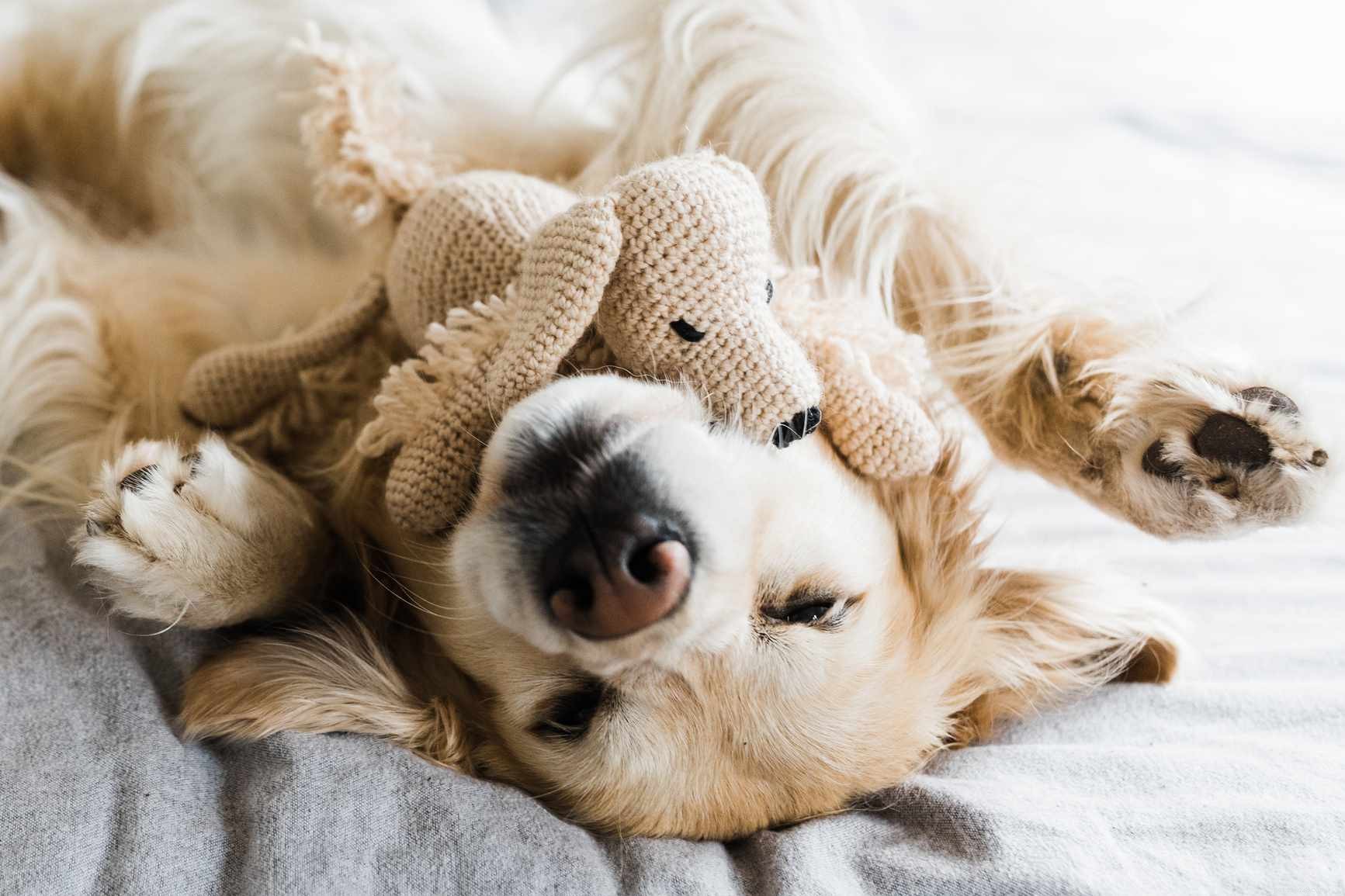 Stylish Home Design: 3 Ways to Blend Your Dog’s Space with Your Aesthetic