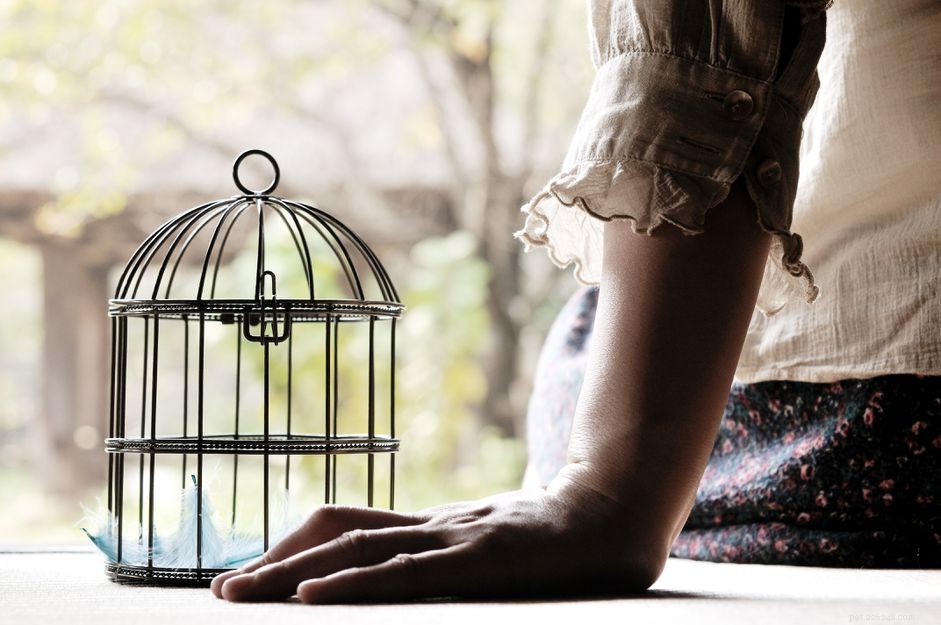 How to Heal After Losing a Pet Bird: Compassionate Coping Strategies
