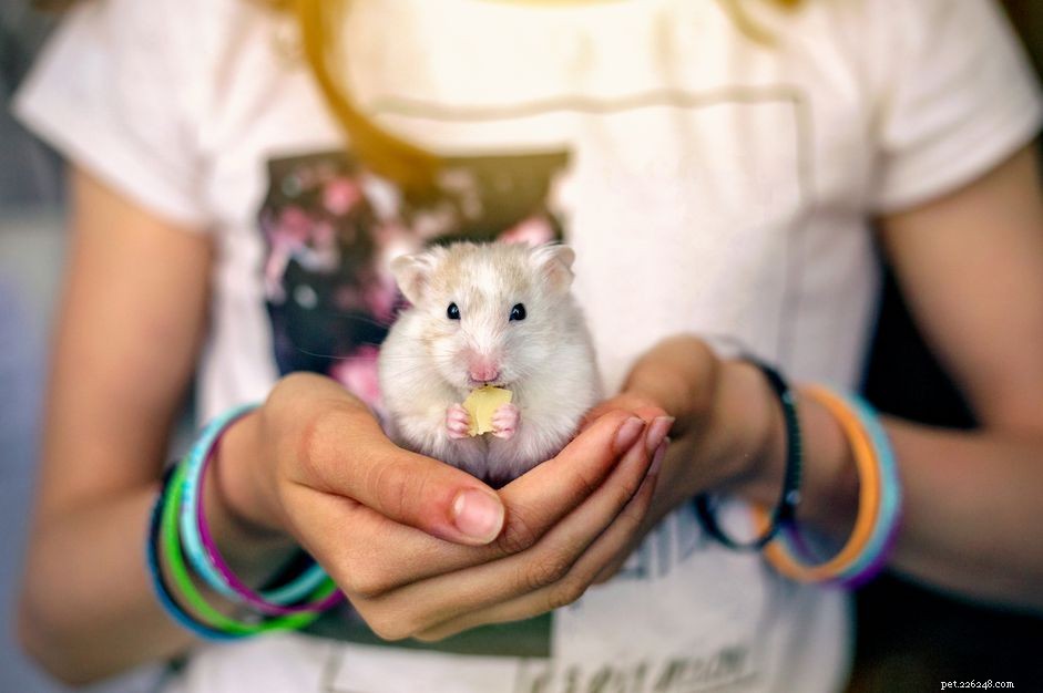 Top 5 Pet Hamsters: The Best Companions for First-Time Owners