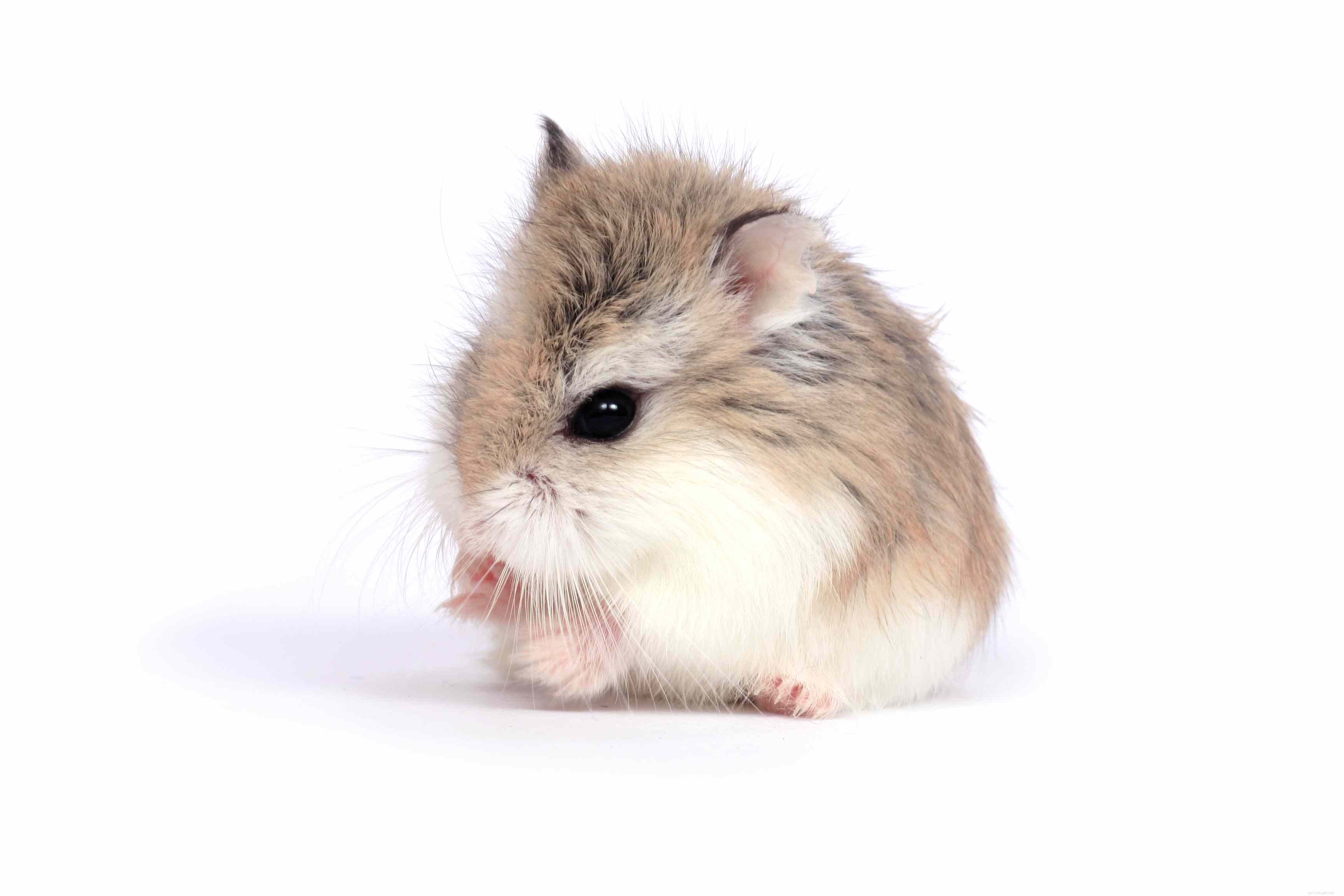 Top 5 Pet Hamsters: The Best Companions for First-Time Owners