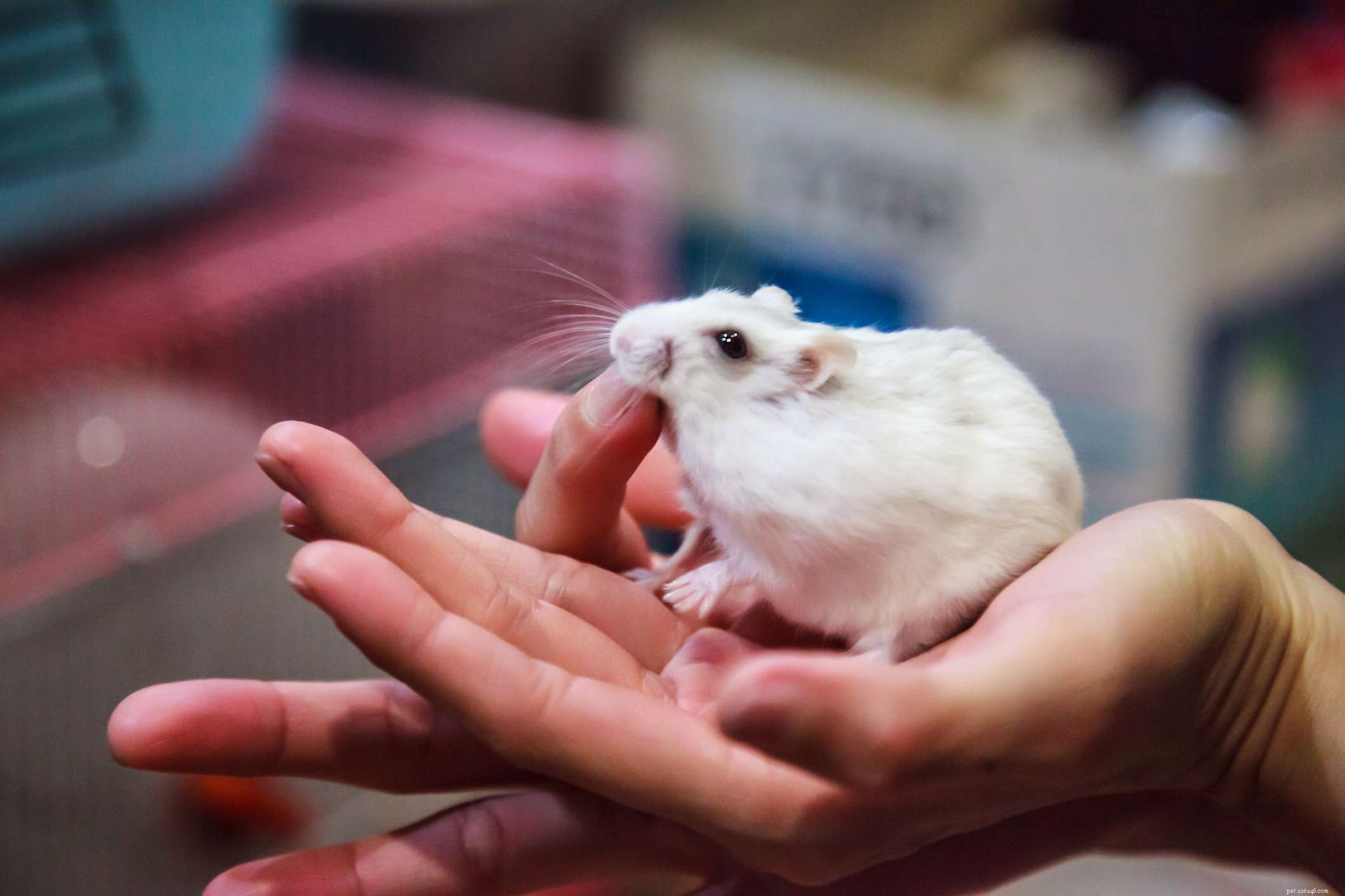 Top 5 Pet Hamsters: The Best Companions for First-Time Owners