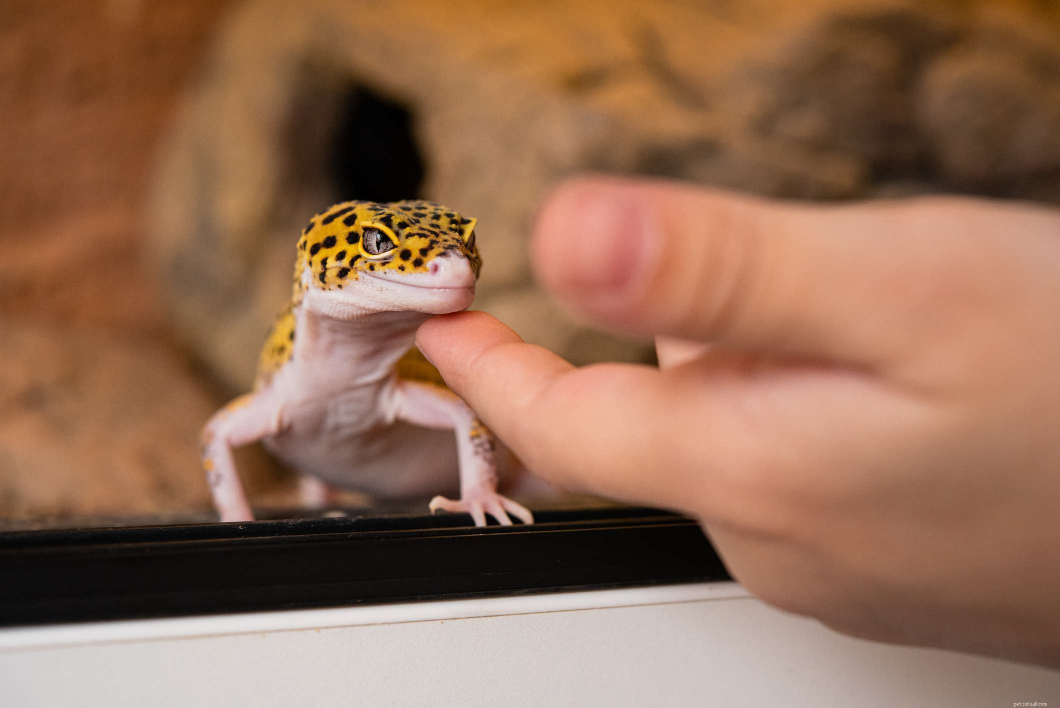The 6 Most Kid‑Friendly Reptiles: Easy, Low‑Maintenance Pets