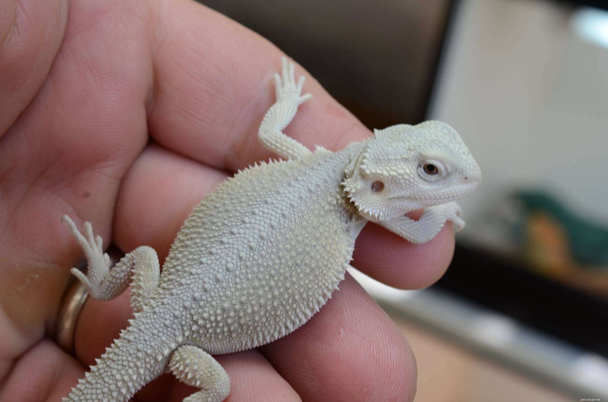 The 6 Most Kid‑Friendly Reptiles: Easy, Low‑Maintenance Pets