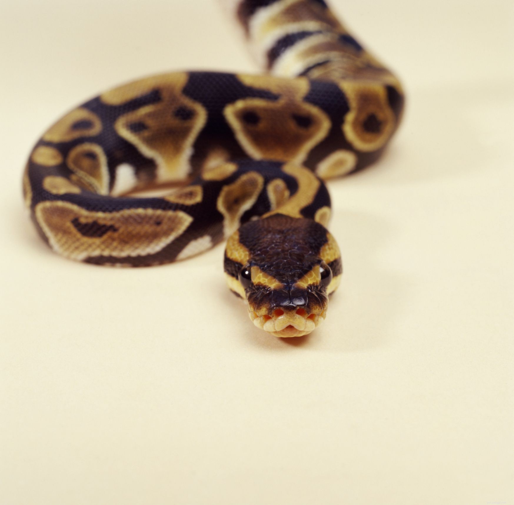 The 6 Most Kid‑Friendly Reptiles: Easy, Low‑Maintenance Pets