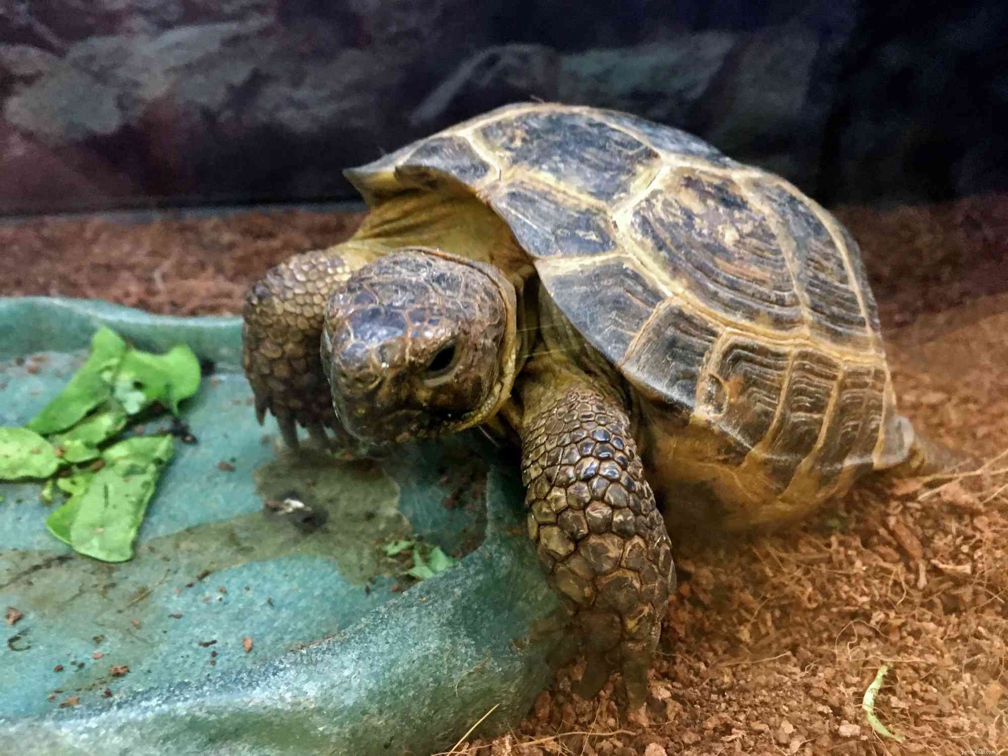 The 6 Most Kid‑Friendly Reptiles: Easy, Low‑Maintenance Pets