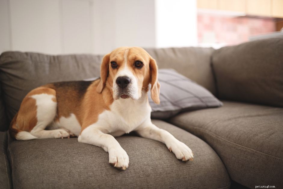 Understanding Dog Fevers: Causes, Symptoms, and When to Seek Veterinary Care