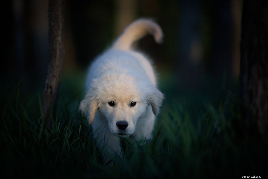 Do Dogs Truly See in the Dark? Exploring Their Night Vision Capabilities