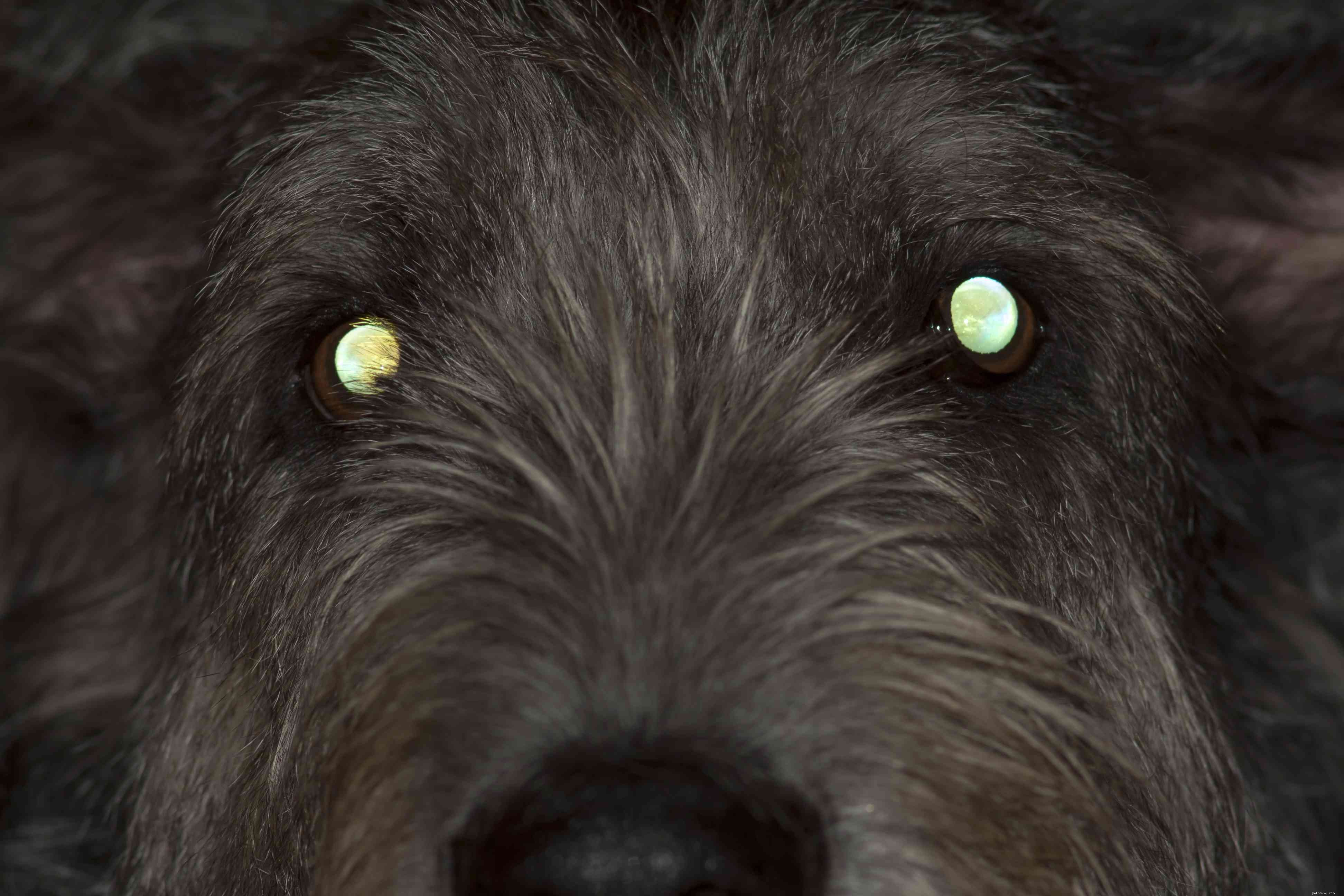 Do Dogs Truly See in the Dark? Exploring Their Night Vision Capabilities