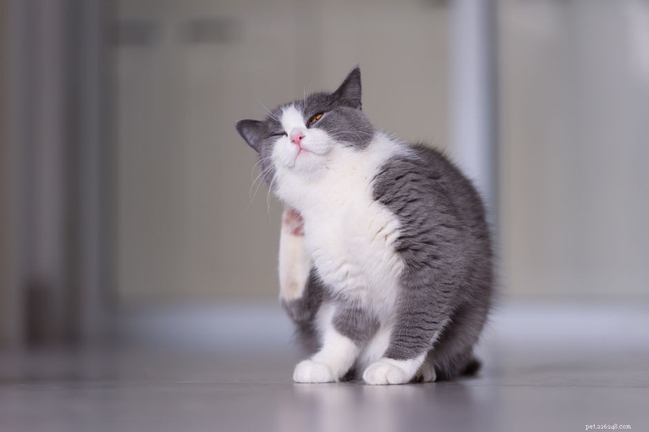 Effective Solutions for Dry, Itchy Skin in Cats