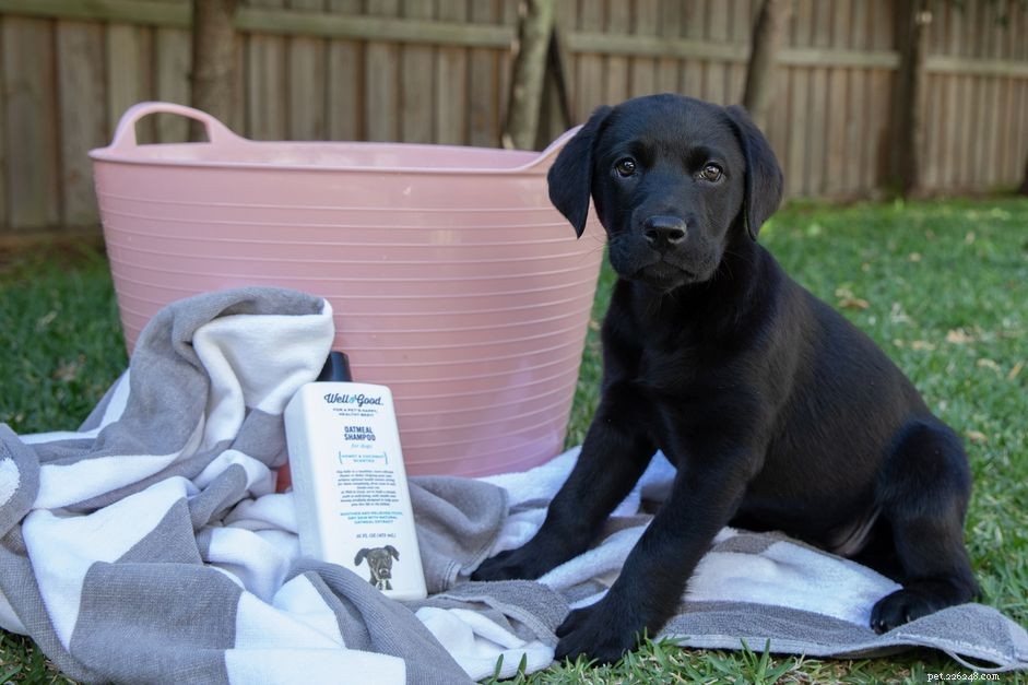 Essential Guide to Bathing and Grooming Your Puppy