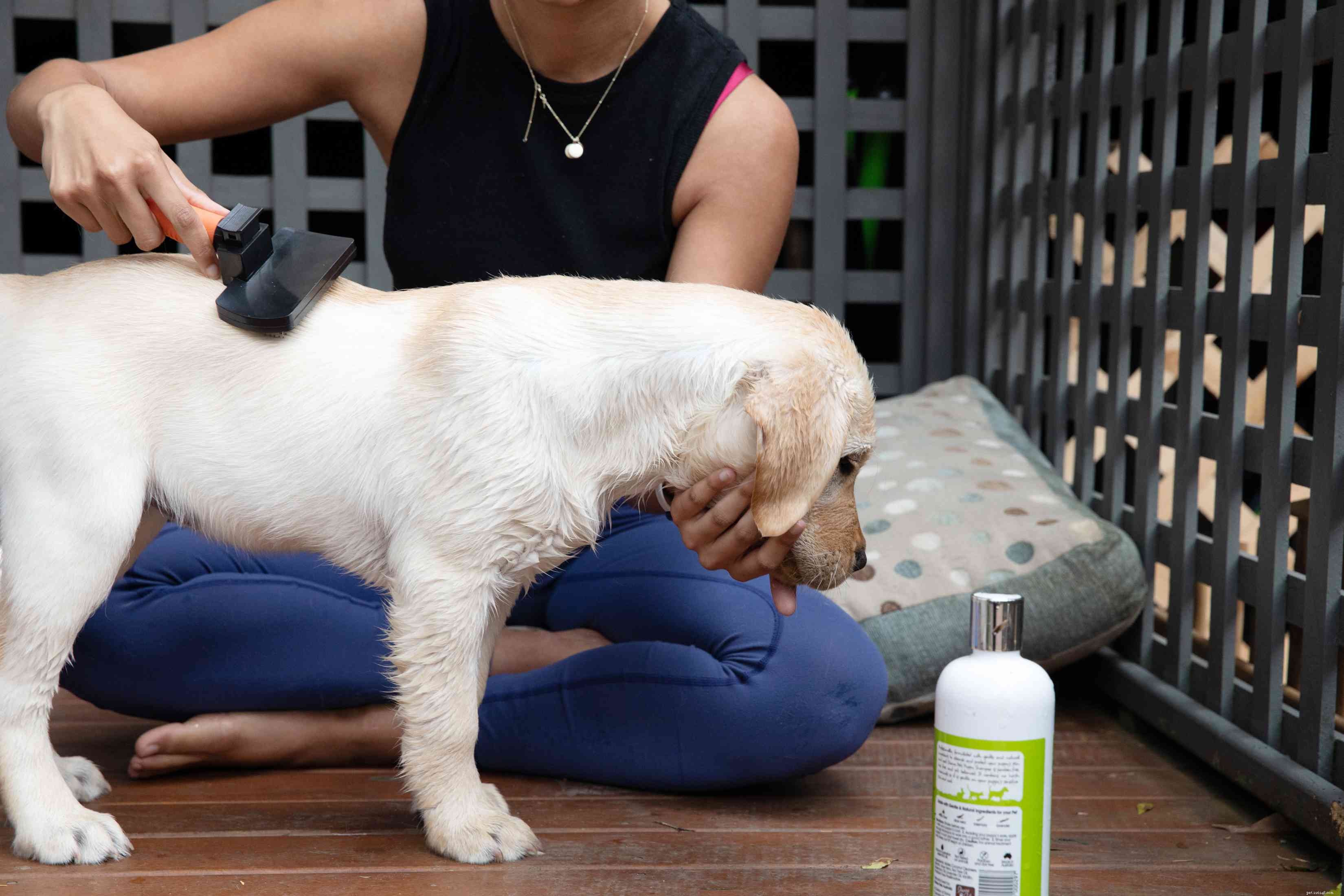 Essential Guide to Bathing and Grooming Your Puppy