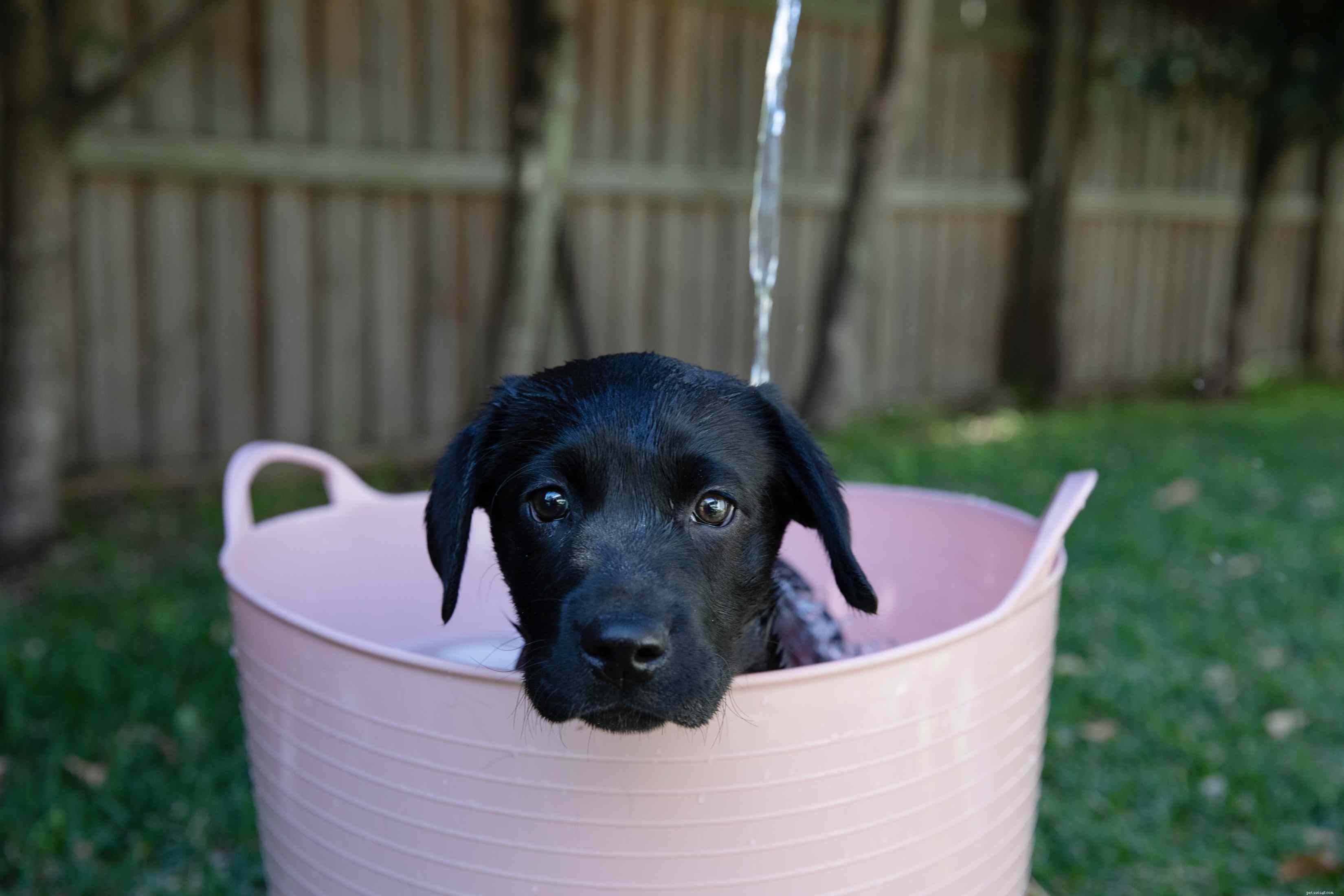 Essential Guide to Bathing and Grooming Your Puppy