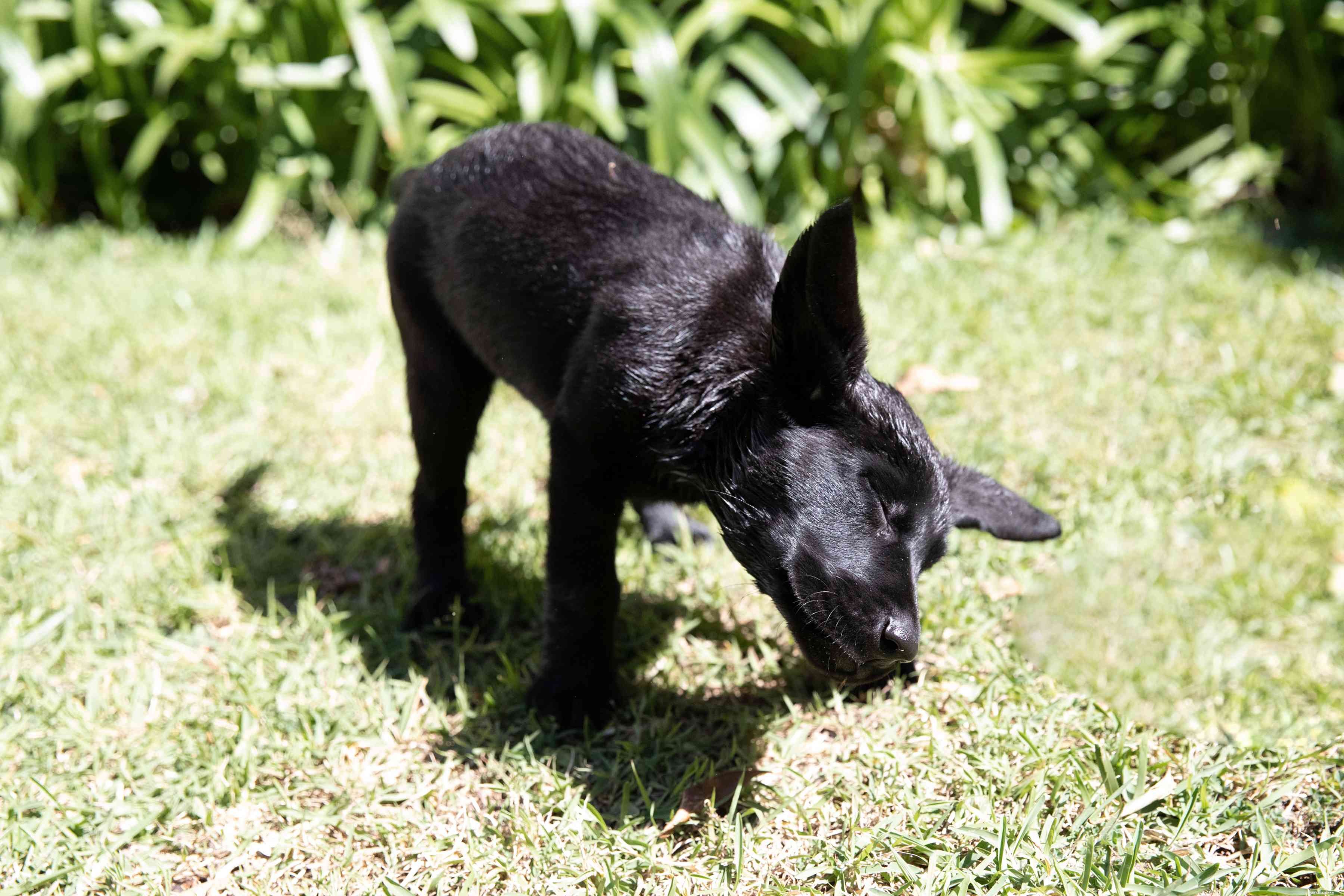 Essential Guide to Bathing and Grooming Your Puppy