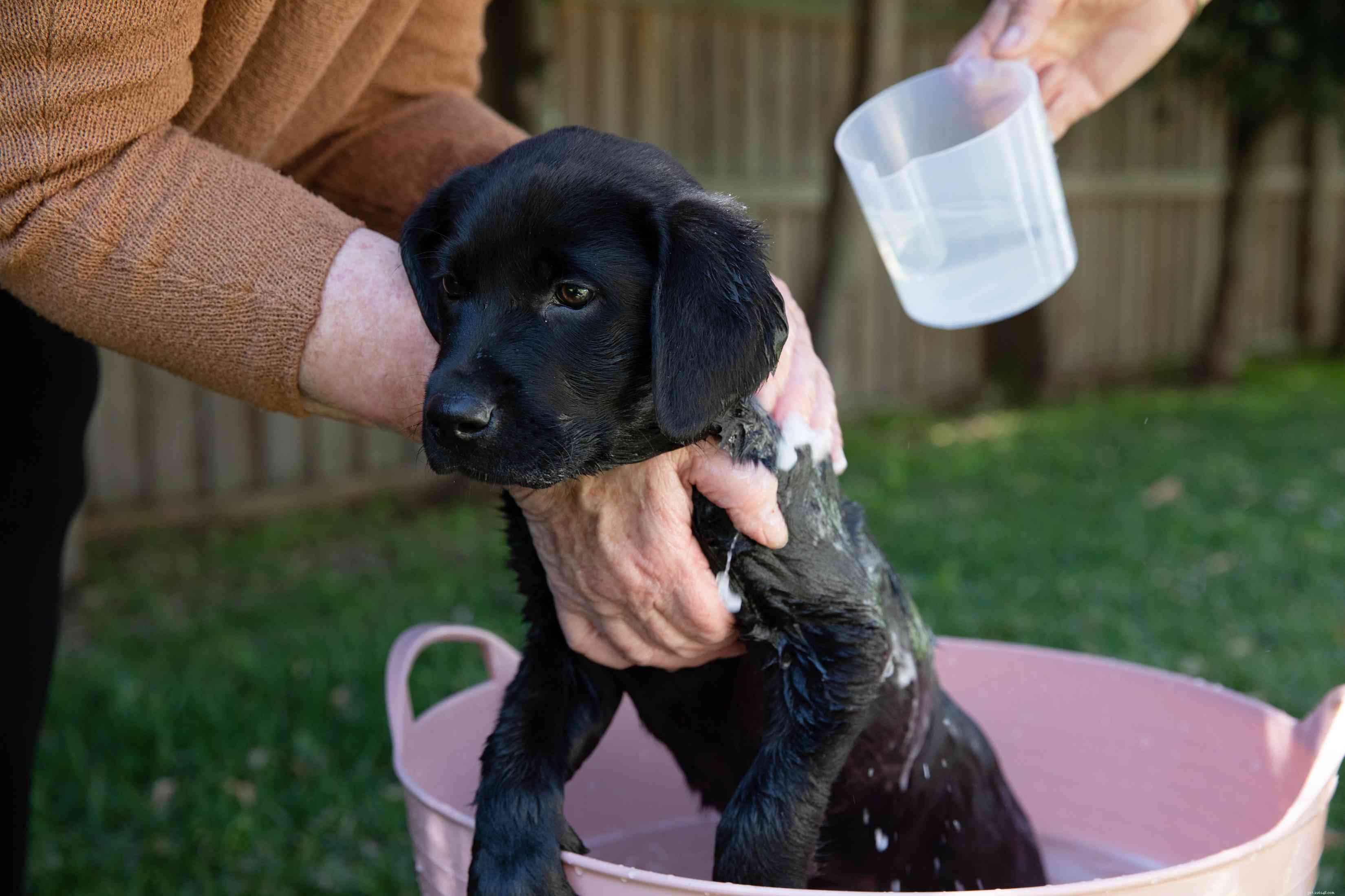 Essential Guide to Bathing and Grooming Your Puppy