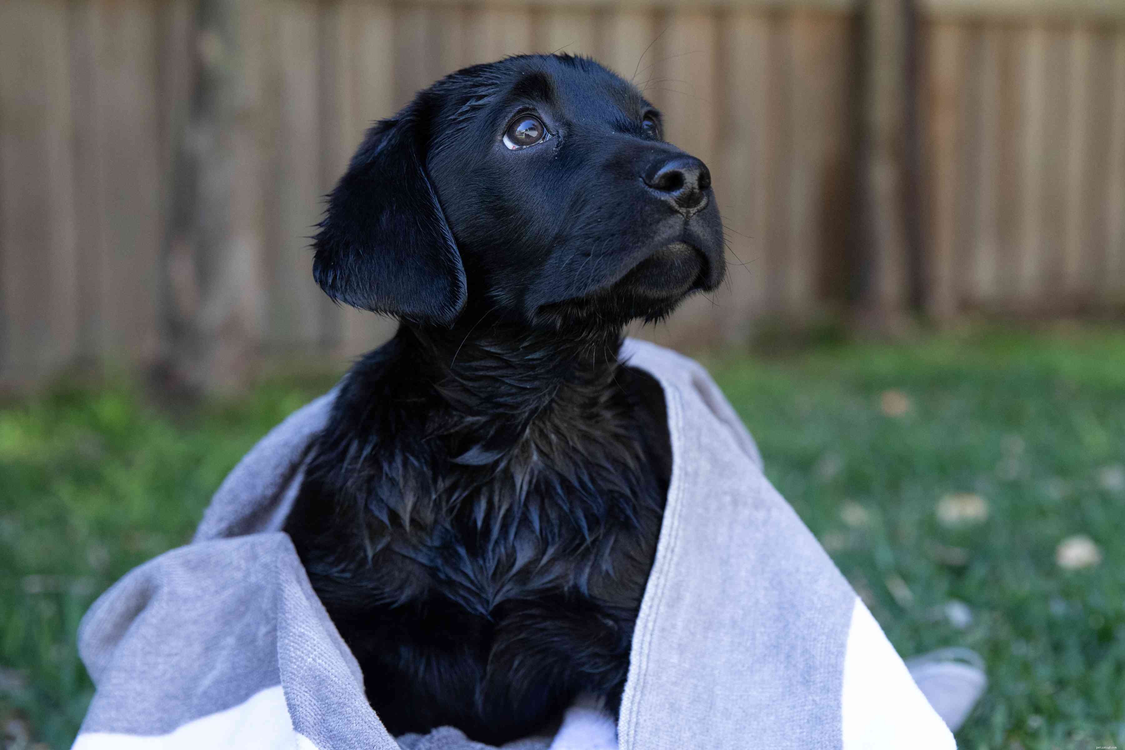 Essential Guide to Bathing and Grooming Your Puppy
