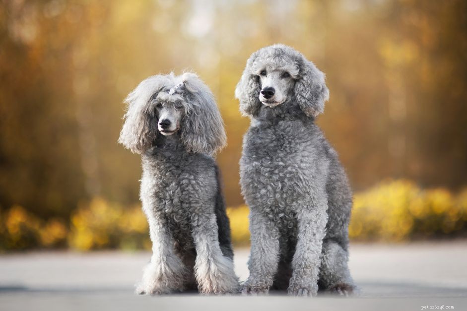 Top 11 Large Dog Breeds That Shed Minimally