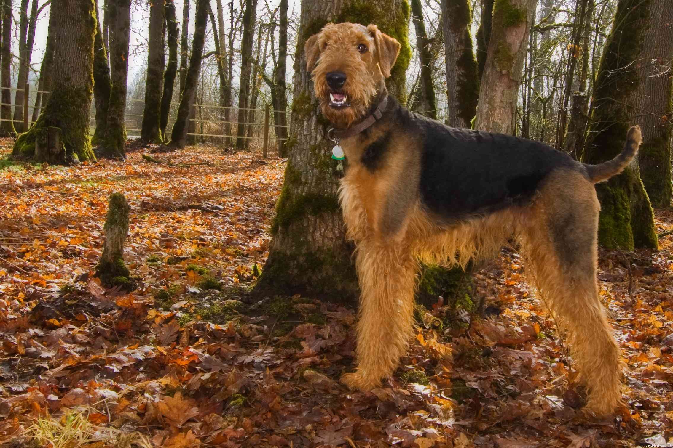 Top 11 Large Dog Breeds That Shed Minimally