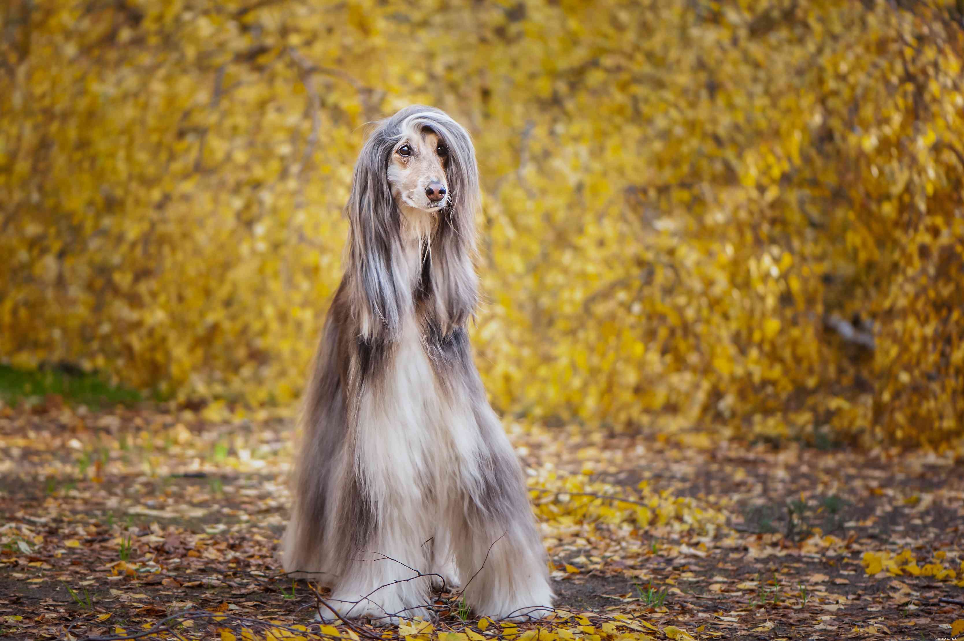 Top 11 Large Dog Breeds That Shed Minimally