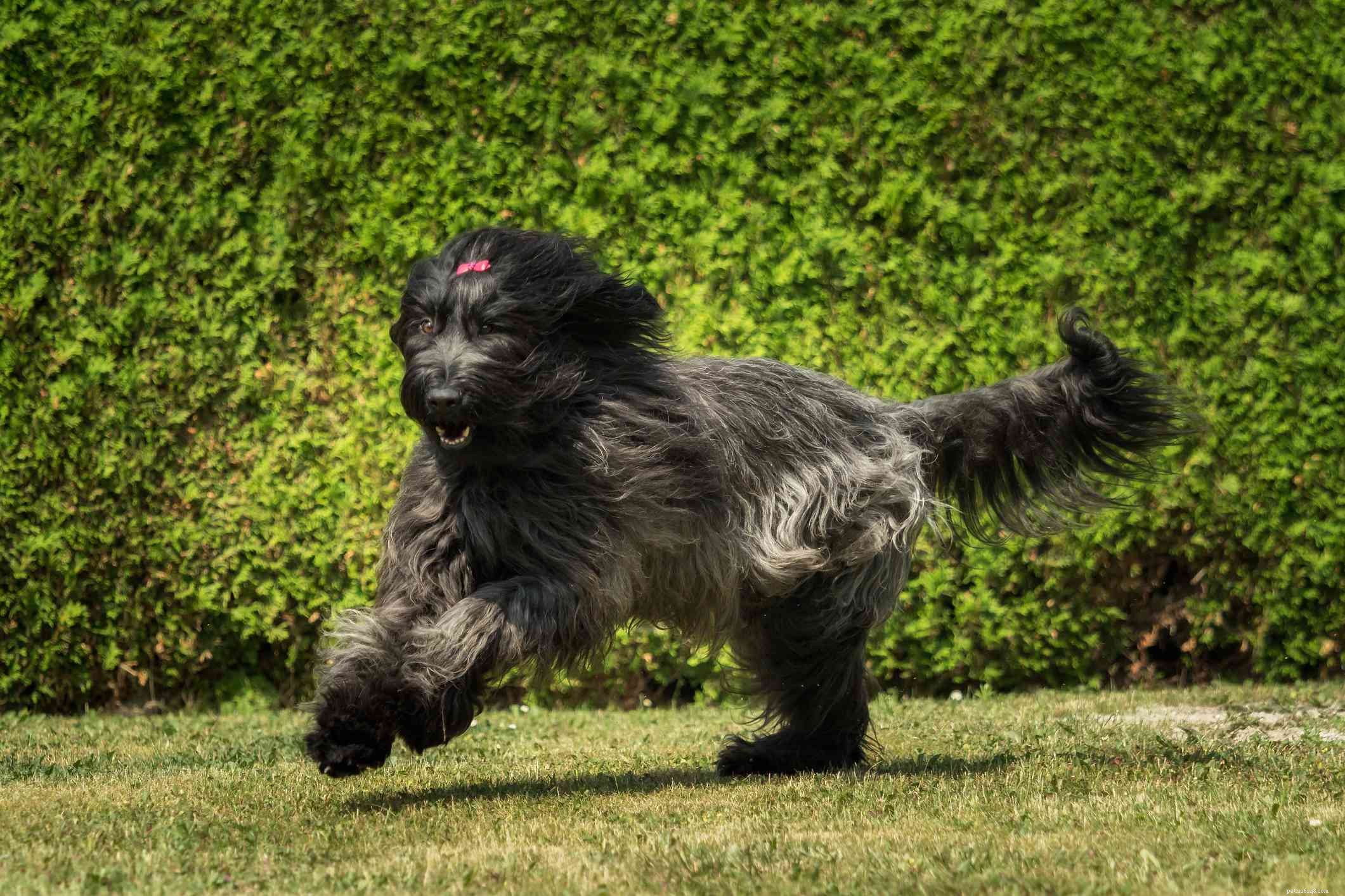 Top 11 Large Dog Breeds That Shed Minimally