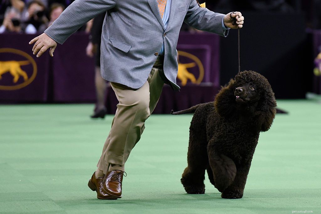 Top 11 Large Dog Breeds That Shed Minimally