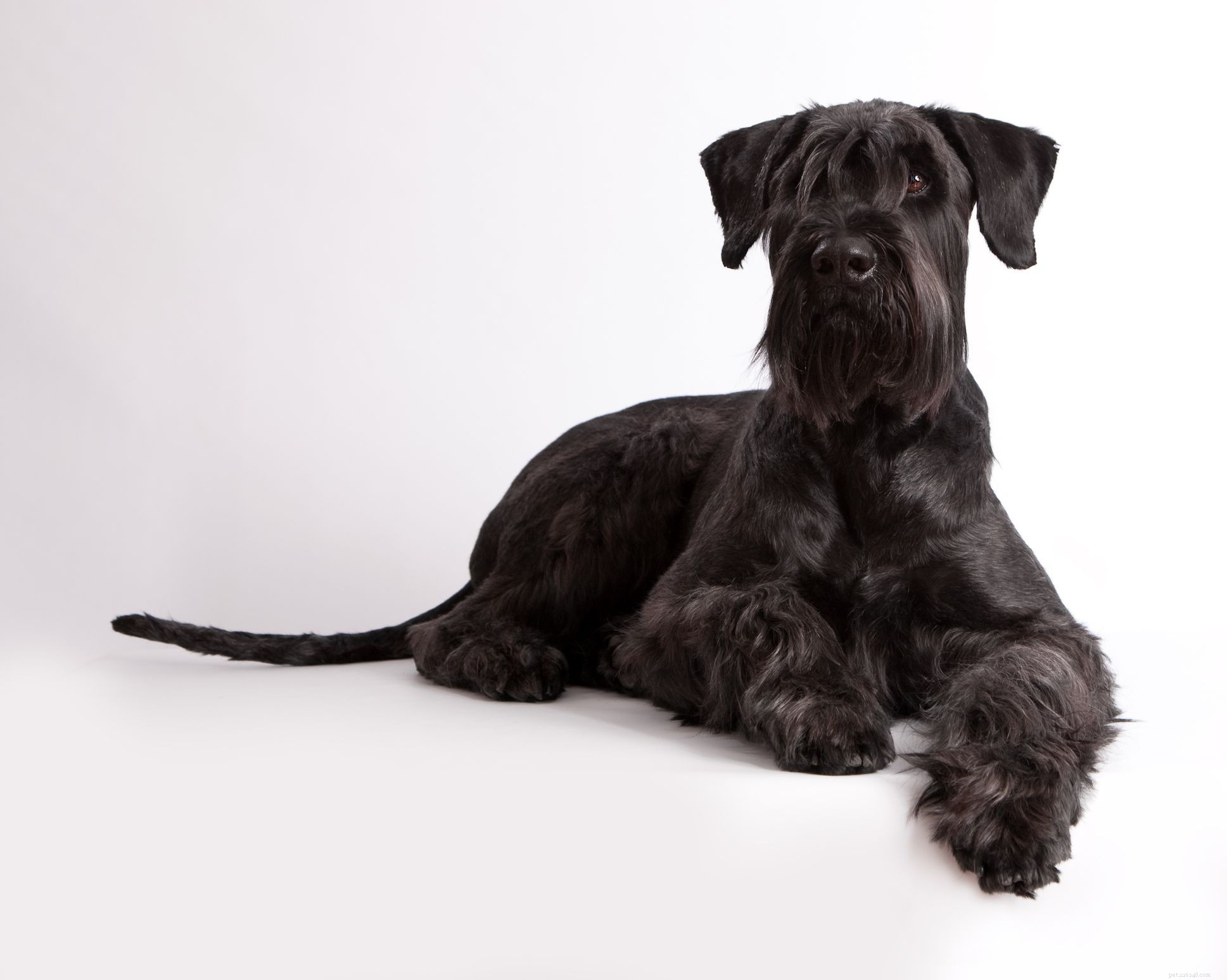 Top 11 Large Dog Breeds That Shed Minimally