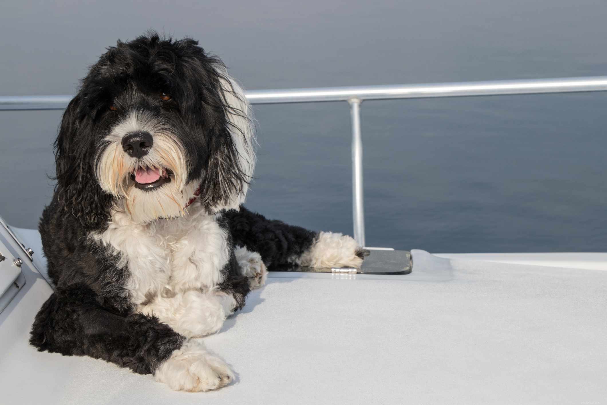 Top 11 Large Dog Breeds That Shed Minimally