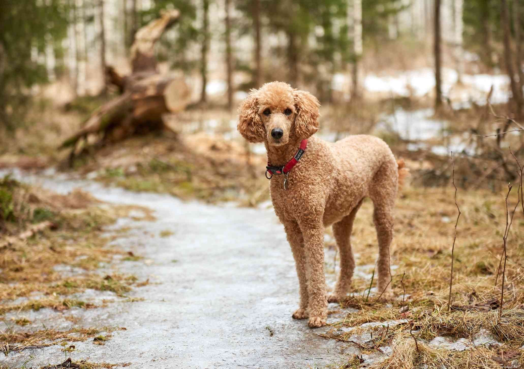 Top 11 Large Dog Breeds That Shed Minimally
