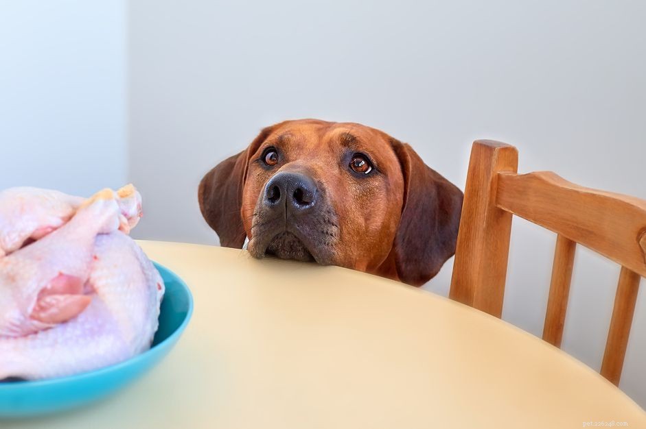 Can Dogs Safely Eat Raw Chicken?