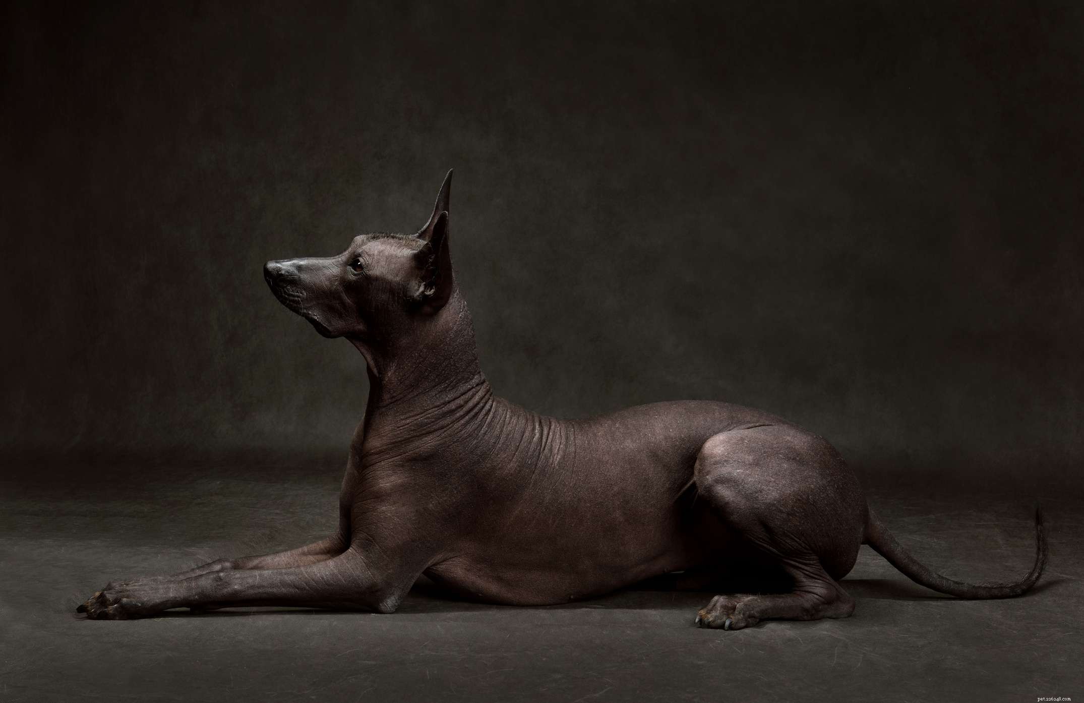 Top 11 Large Dog Breeds That Shed Minimally