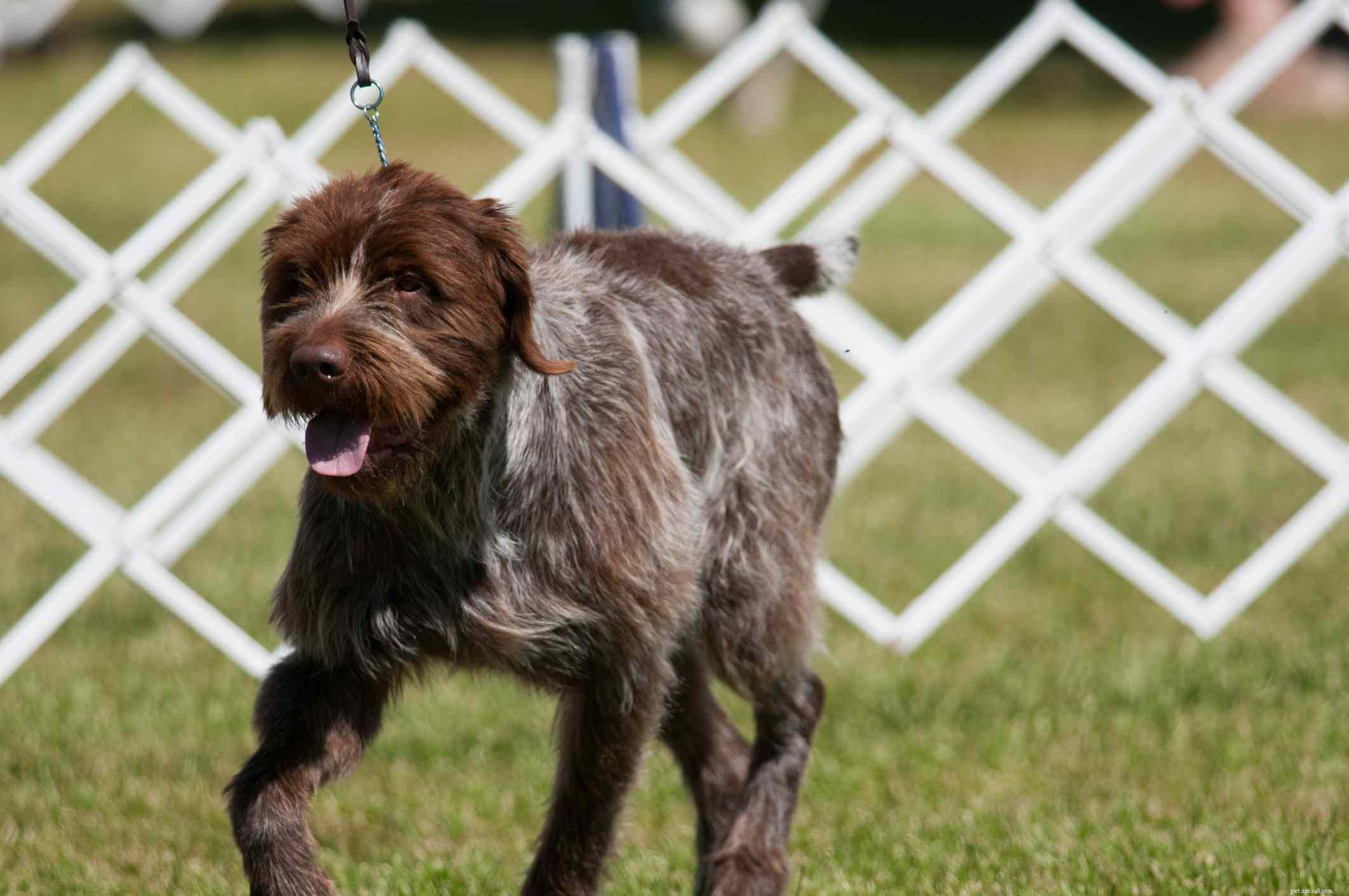 Top 11 Large Dog Breeds That Shed Minimally