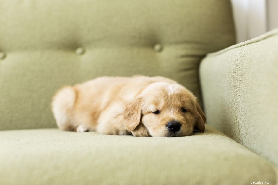 Establish a Consistent Routine for Your New Puppy: A Step‑by‑Step Guide