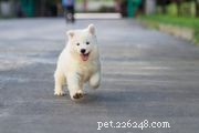 Establish a Consistent Routine for Your New Puppy: A Step‑by‑Step Guide