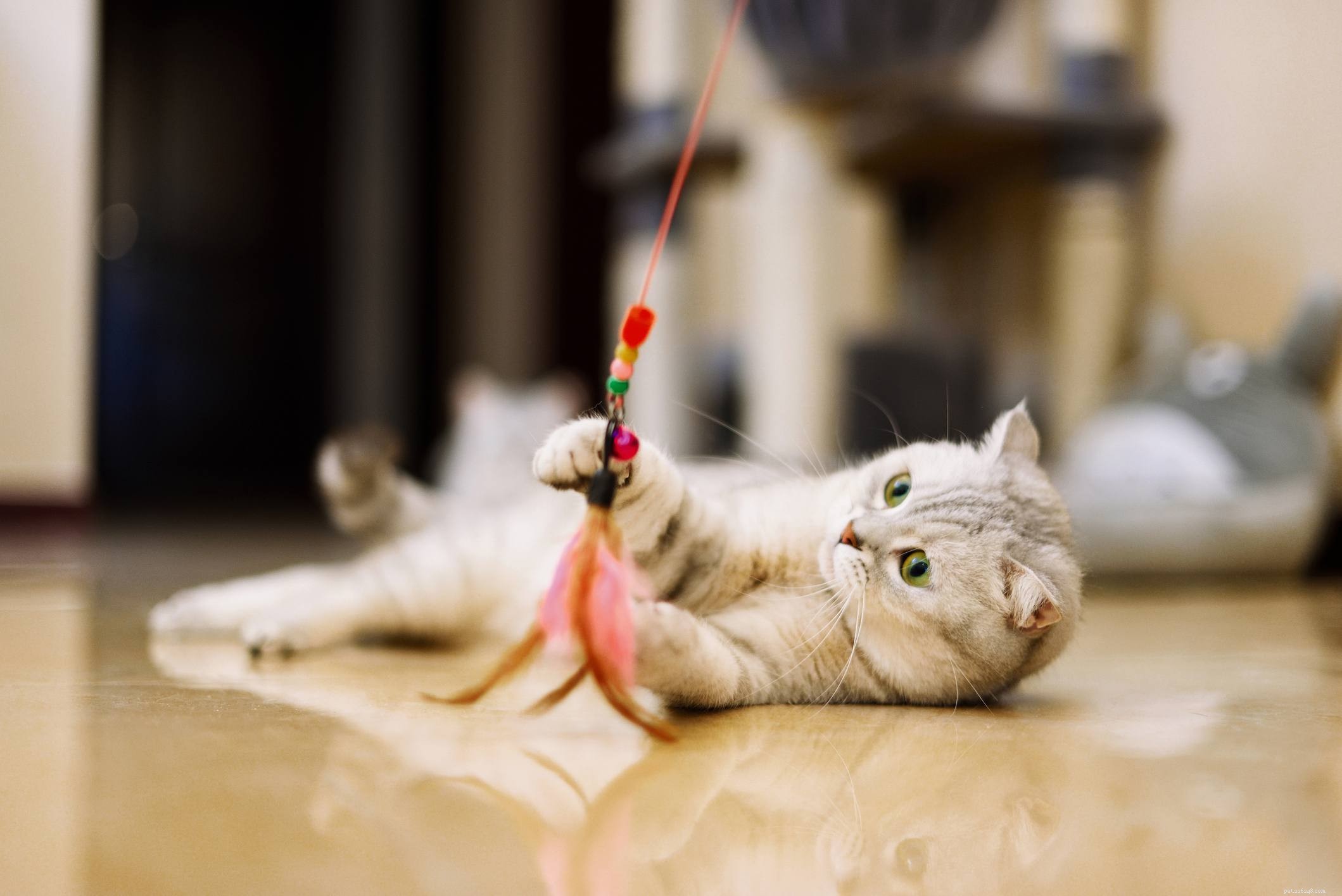 Essential Shopping Guide for Your New Cat