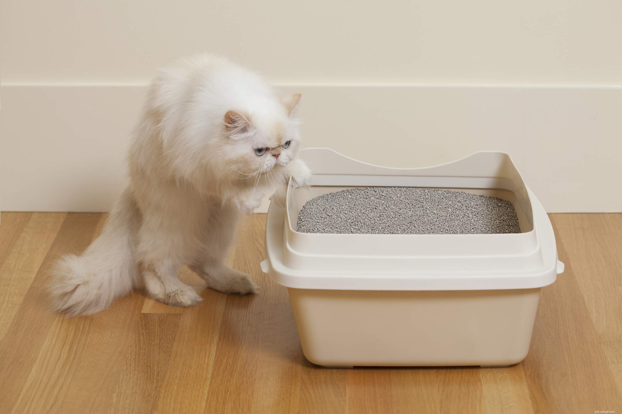 Essential Shopping Guide for Your New Cat