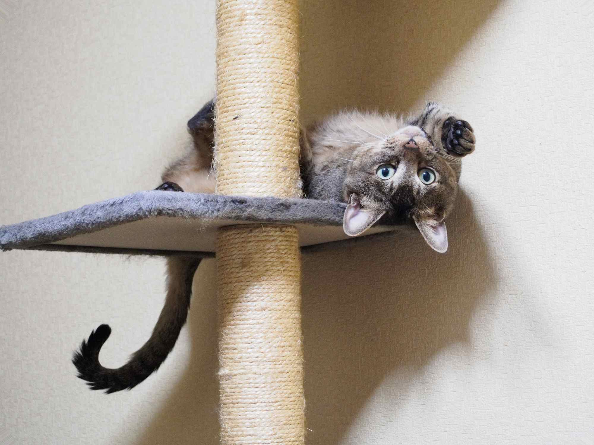 Essential Shopping Guide for Your New Cat