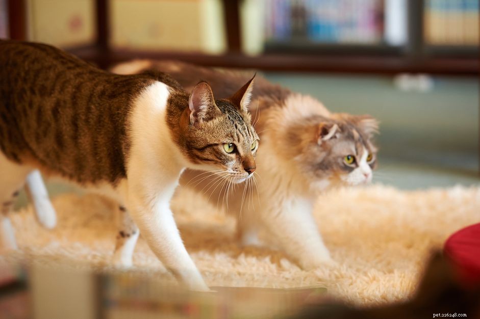 Choosing the Right Cat: A Guide to Finding Your Perfect Feline Companion