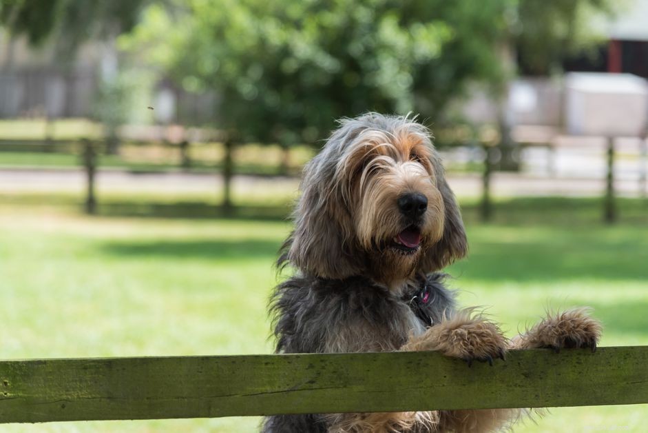 Explore 10 Rare & Distinctive Dog Breeds You Might Not Know
