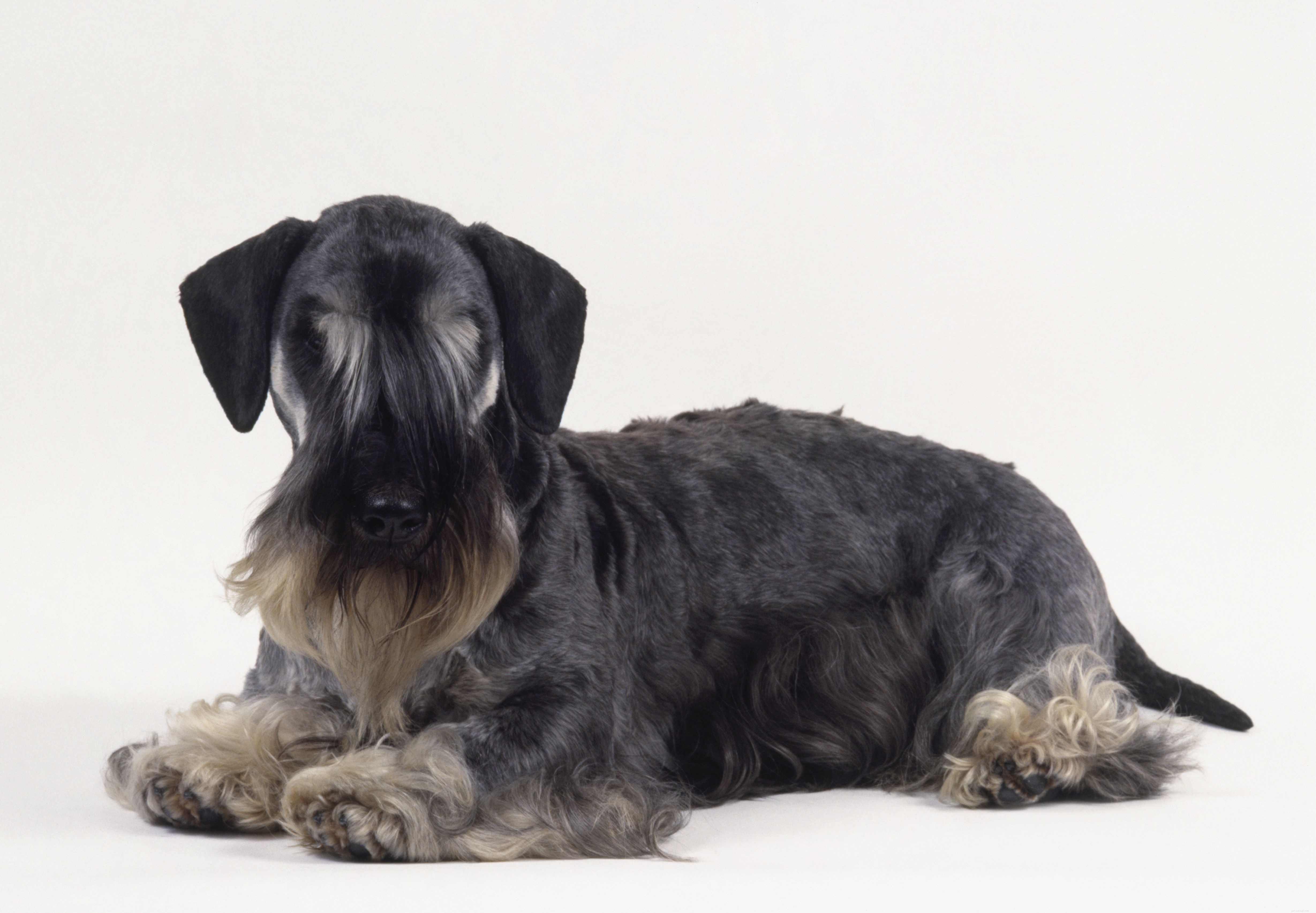 Explore 10 Rare & Distinctive Dog Breeds You Might Not Know
