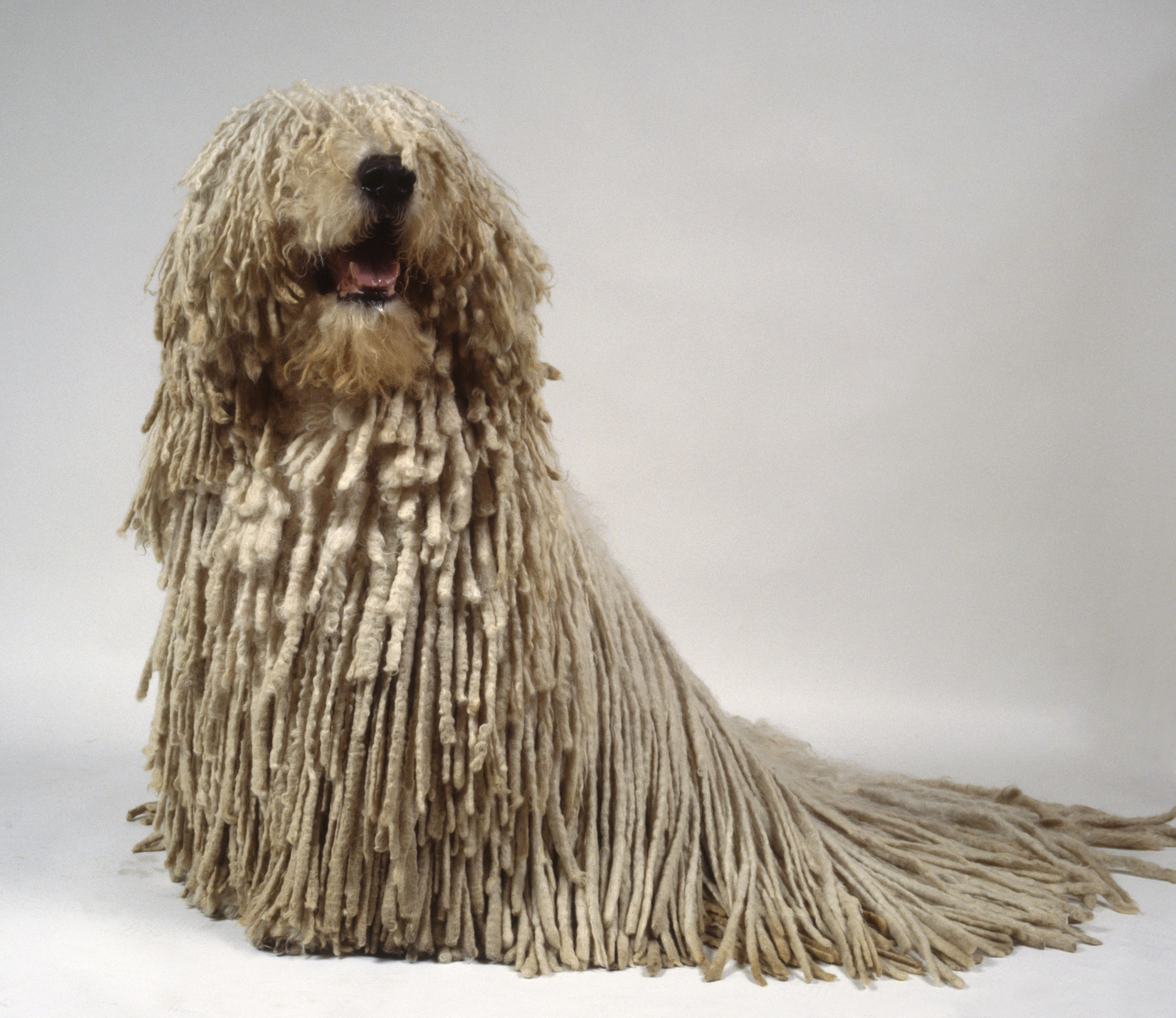 Explore 10 Rare & Distinctive Dog Breeds You Might Not Know