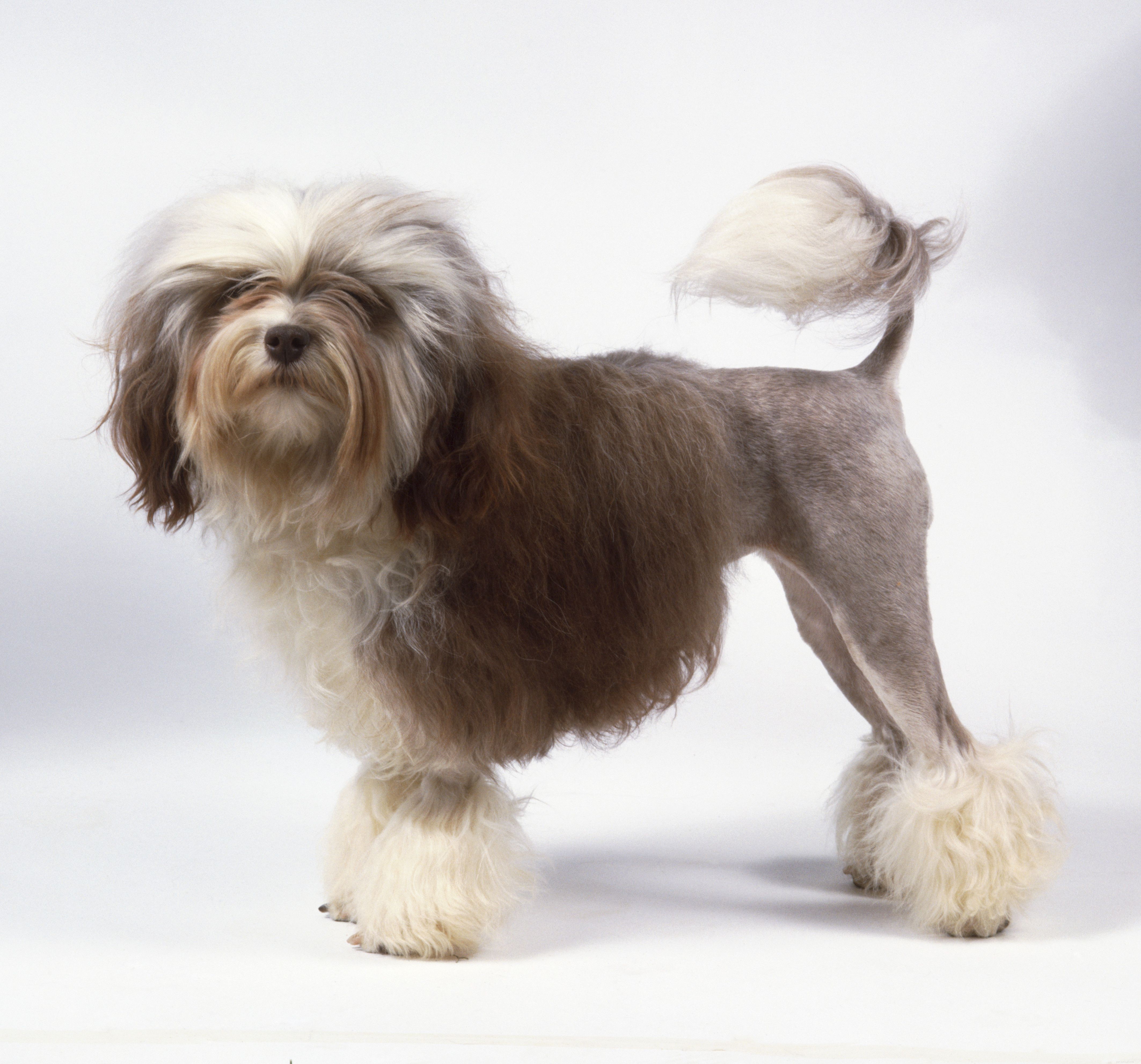 Explore 10 Rare & Distinctive Dog Breeds You Might Not Know