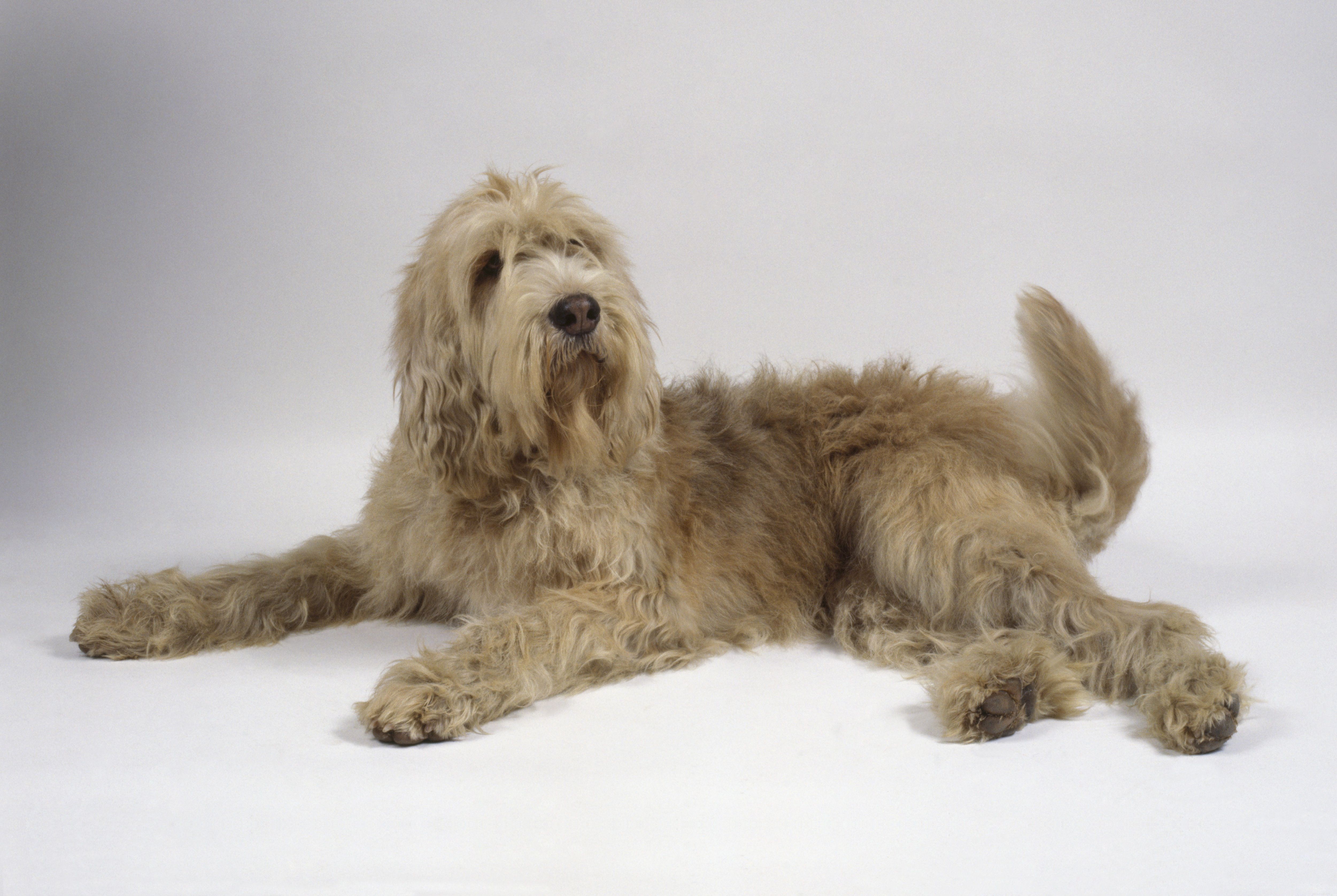Explore 10 Rare & Distinctive Dog Breeds You Might Not Know